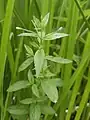 Epilobium warakanse • بیدعلفی ارمنستانی