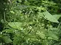 Epilobium warakanse • بیدعلفی ارمنستانی