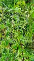 Epilobium warakanse • بیدعلفی ارمنستانی