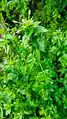 Epilobium warakanse • بیدعلفی ارمنستانی