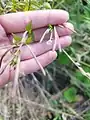 Epilobium warakanse • بیدعلفی ارمنستانی