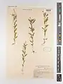 Epilobium ponticum • بیدعلفی ساحلی