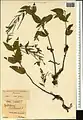 Epilobium anatolicum • بیدعلفی آناتولی