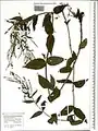 Epilobium anatolicum • بیدعلفی آناتولی