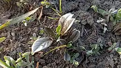 Convolvulus lineatus • پیچک خطی