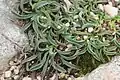 Convolvulus lineatus • پیچک خطی