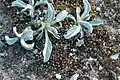 Convolvulus lineatus • پیچک خطی