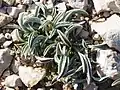 Convolvulus lineatus • پیچک خطی