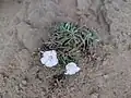 Convolvulus lineatus • پیچک خطی