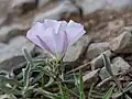 Convolvulus lineatus • پیچک خطی