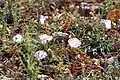 Convolvulus lineatus • پیچک خطی