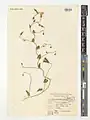 Convolvulus stachydifolius • پیچک ارغوانی