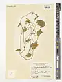 Convolvulus stachydifolius • پیچک ارغوانی