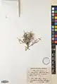 Convolvulus spinosus • پیچک خاردار