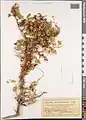Cuscuta lehmanniana • سس نیشابوری