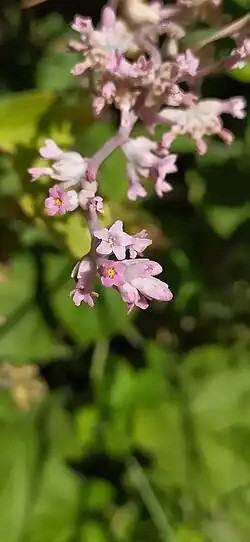 Cuscuta lehmanniana • سس نیشابوری