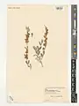 Cuscuta kotschyana • سس دنائی