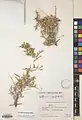 Cuscuta kotschyana • سس دنائی