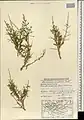 Convolvulus fruticosus • پیچک درختچهای