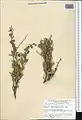 Convolvulus fruticosus • پیچک درختچهای