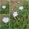 Convolvulus fruticosus • پیچک درختچهای