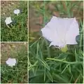 Convolvulus fruticosus • پیچک درختچهای