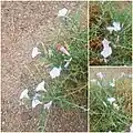 Convolvulus fruticosus • پیچک درختچهای