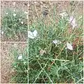 Convolvulus fruticosus • پیچک درختچهای