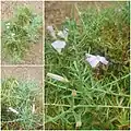 Convolvulus fruticosus • پیچک درختچهای