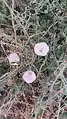 Convolvulus fruticosus • پیچک درختچهای
