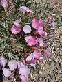Convolvulus fruticosus • پیچک درختچهای