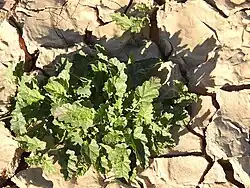 Convolvulus fatmensis • پیچک عربی