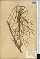 Convolvulus eremophilus • پیچک بیابان‌دوست