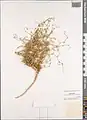 Convolvulus eremophilus • پیچک بیابان‌دوست