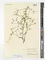Convolvulus eremophilus • پیچک بیابان‌دوست