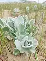 Convolvulus persicus • پیچک ایرانی