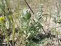 Convolvulus persicus • پیچک ایرانی