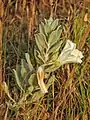 Convolvulus persicus • پیچک ایرانی