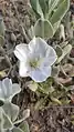 Convolvulus persicus • پیچک ایرانی