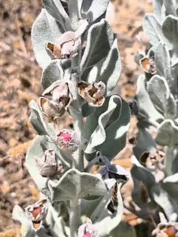 Convolvulus persicus • پیچک ایرانی