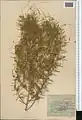 Cuscuta babylonica • سس انگوری