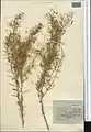 Cuscuta babylonica • سس انگوری
