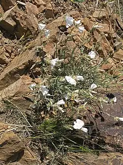 Convolvulus commutatus • پیچک سرسان