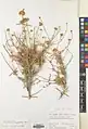 Convolvulus oxysepalus • پیچک دارابی