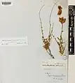Convolvulus oxysepalus • پیچک دارابی