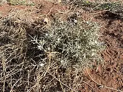Convolvulus oxyphyllus • پیچک برگتیز