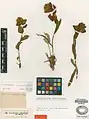 Convolvulus cephalophorus • پیچک دالکی