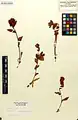 Convolvulus cephalophorus • پیچک دالکی