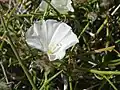 Convolvulus virgatus • پیچک ترکهای