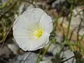 Convolvulus virgatus • پیچک ترکهای
